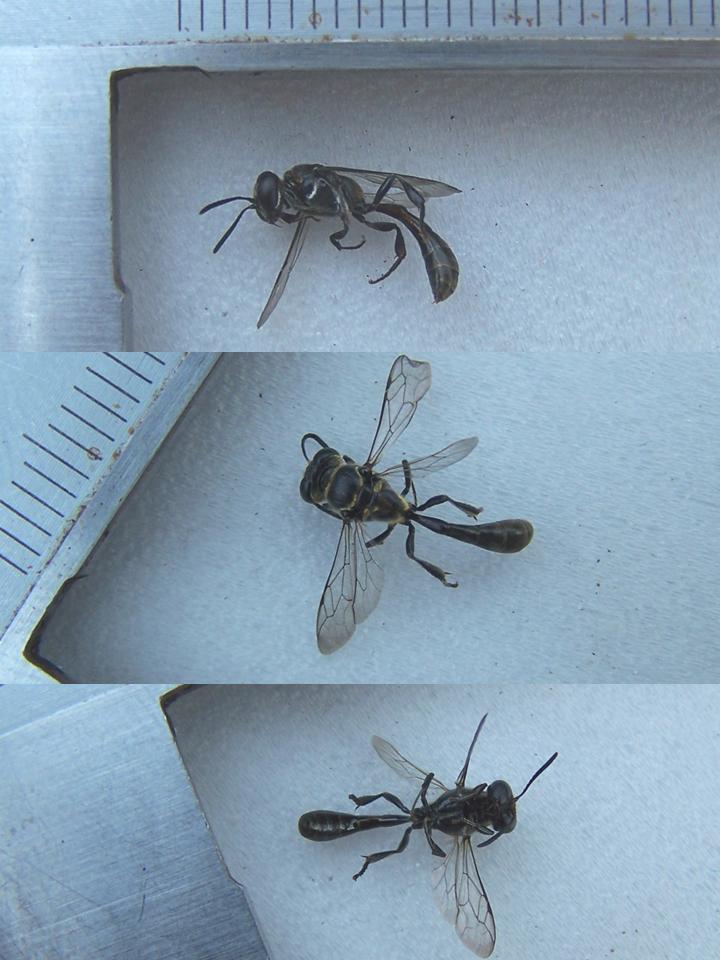 FIGURE 1 FIGURE 1